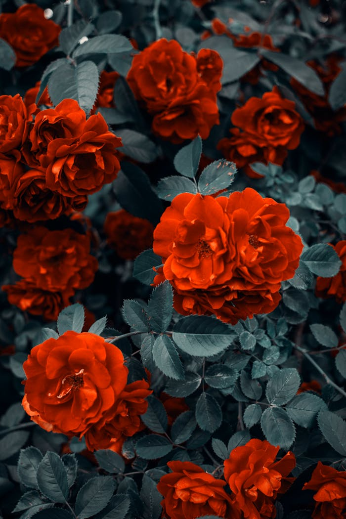 Beautiful red roses in full bloom surrounded by lush green leaves, perfect for romantic themes.